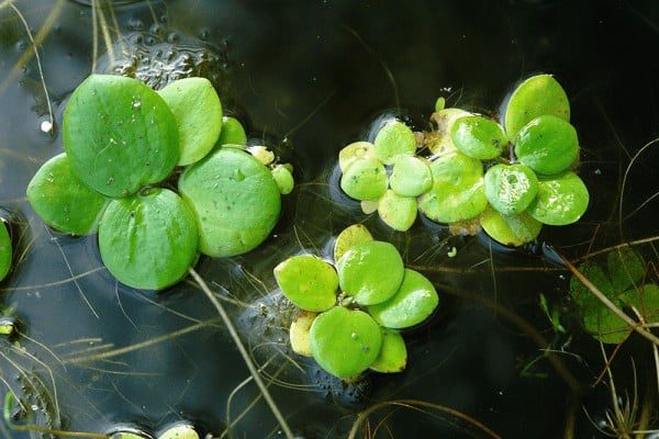 Bèo Nhật - Một số thông tin cơ bản bạn cần biết!