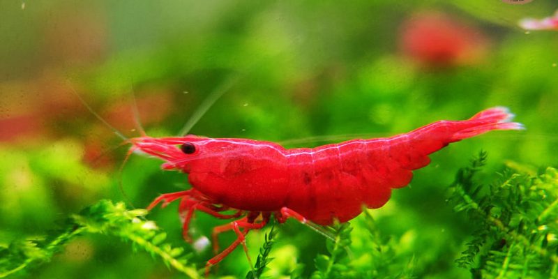 Tép đỏ - tép Anh Đào (Red Cherry Shrimp)