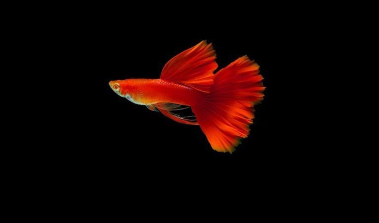 Full Red Guppy