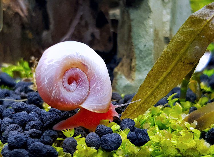 Ốc xoắn dẹt – Ramshorn snails